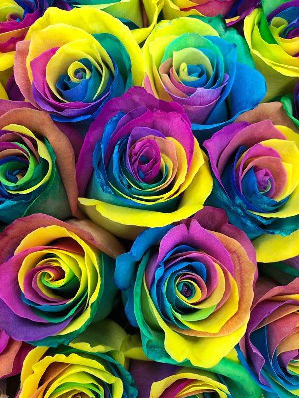 Rainbow Rose [+$100.00]